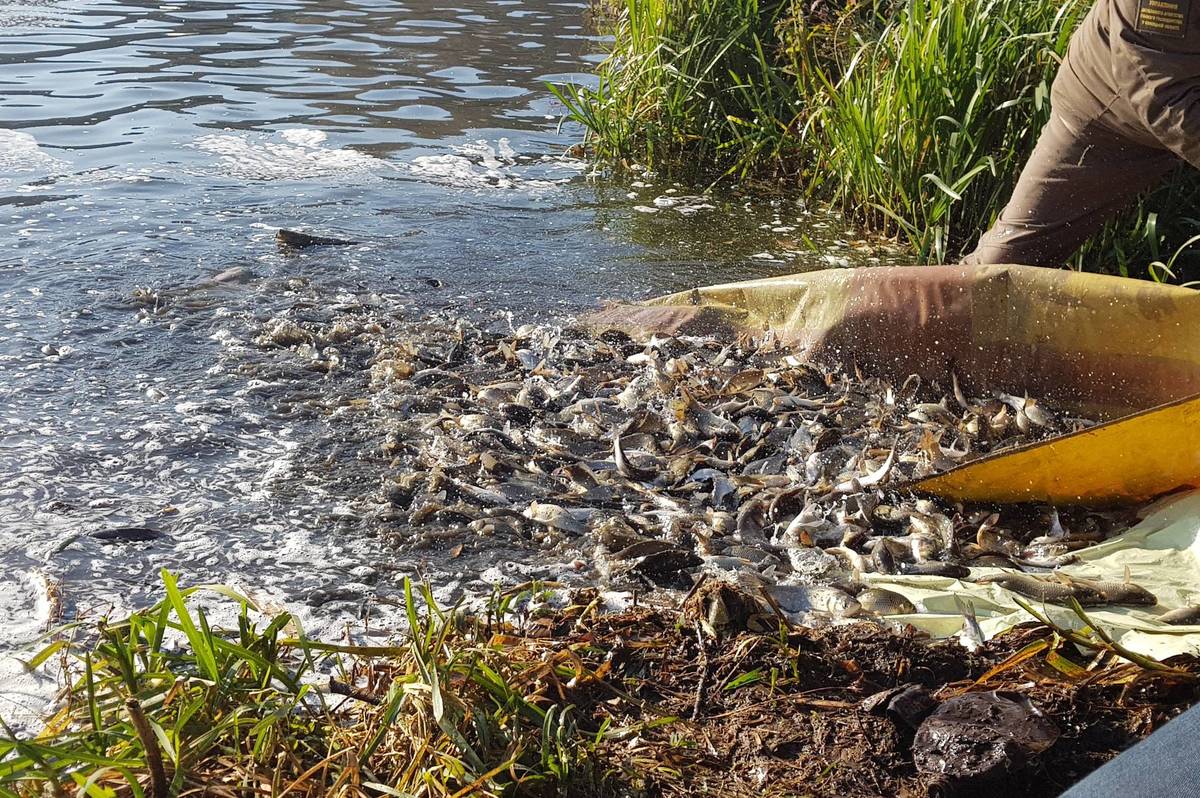 Вперше за сто років у Вінниці масово зарибнили річку Південний Буг