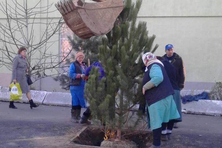 На вулиці Замостянській висаджують "чорні" сосни