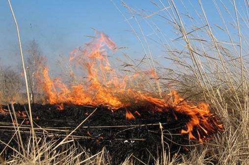 За спалювання сухої рослинності у Вінниці мобільні групи жорстко штрафуватимуть