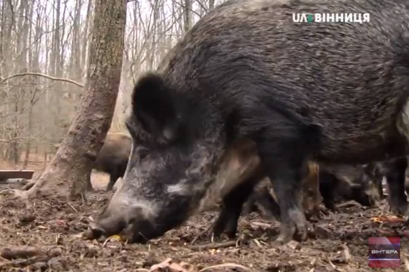 Дикі кабани на Вінниччині: яка їхня чисельність та чим годують взимку?