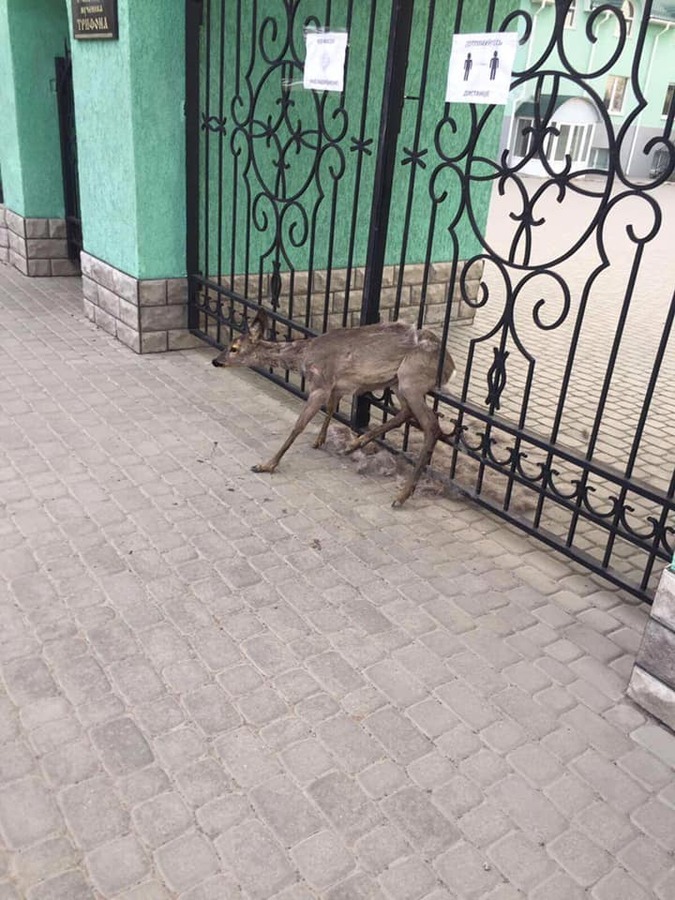 Операція порятунок малюків: у Вінниці з пасток діставали тварин